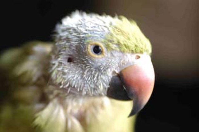 bird-embed_051815092305